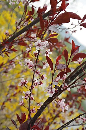 春天紫叶矮樱花正开