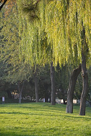 秋天公园花草树木