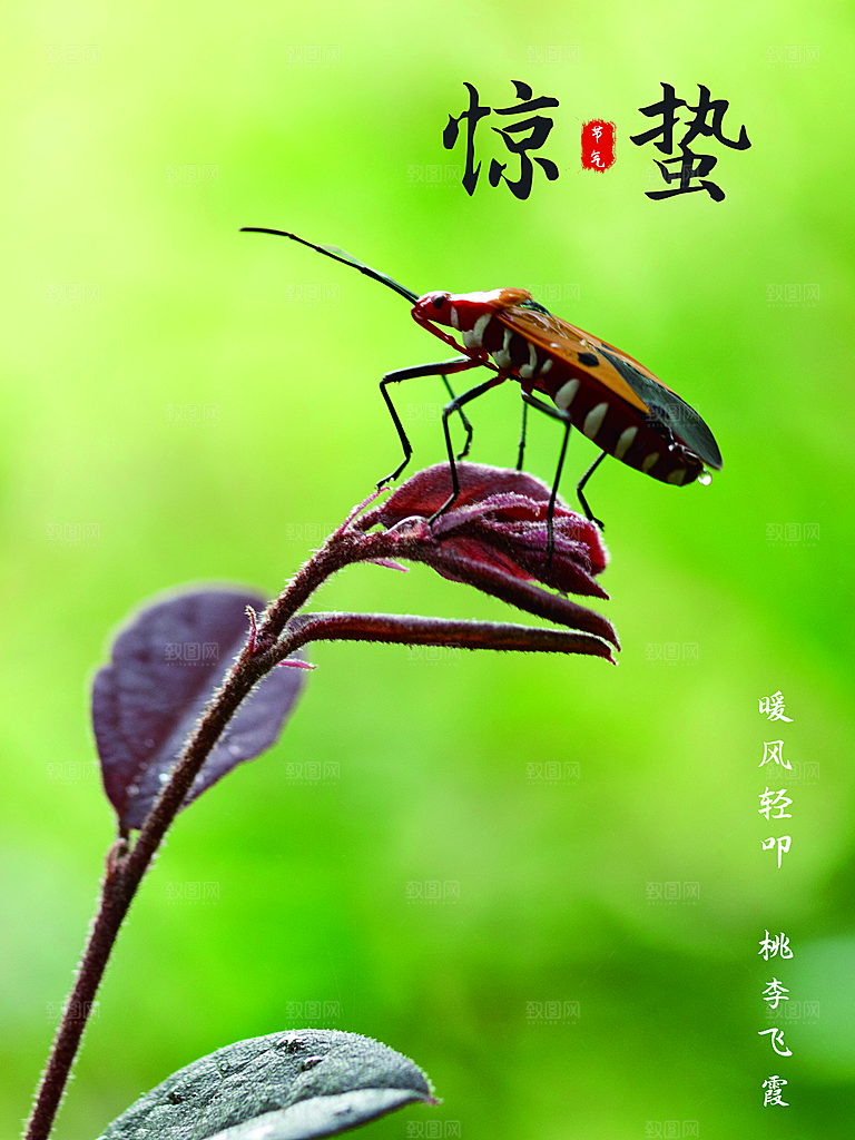 传统二十四节气惊蛰