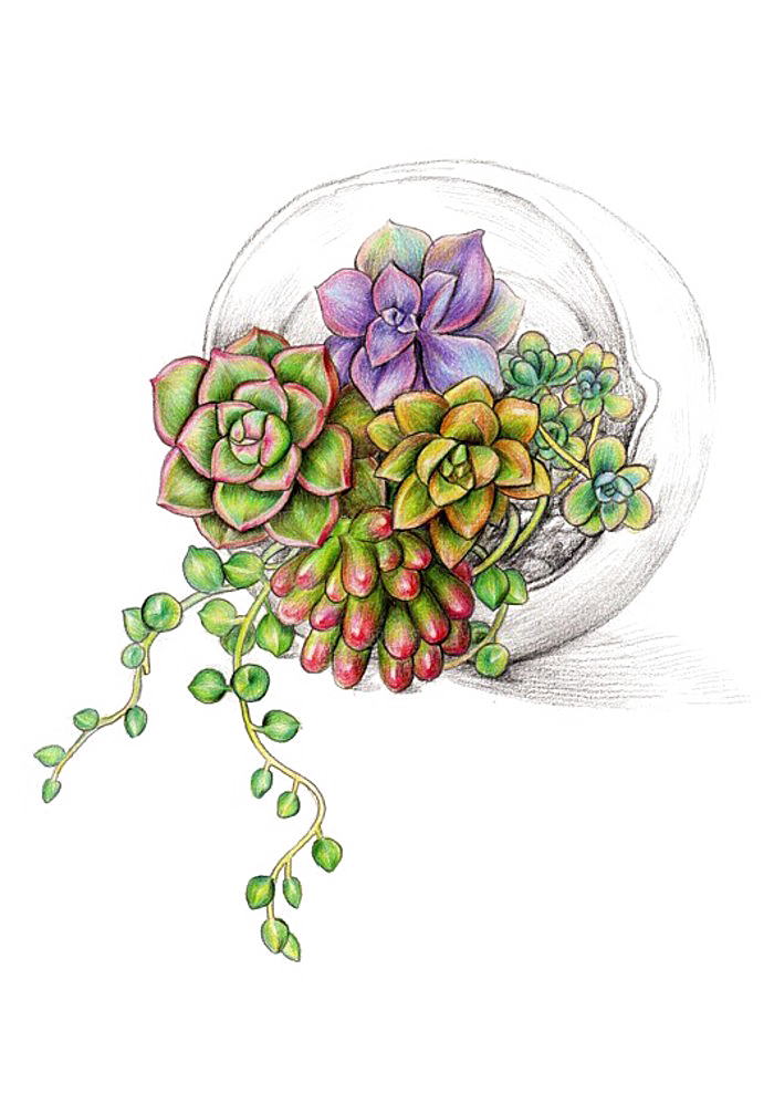 手绘卡通水彩多肉植物仙人掌盆栽PNG