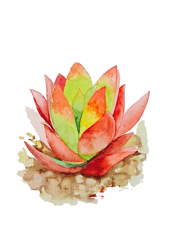 手绘卡通水彩多肉植物仙人掌盆栽PNG素材