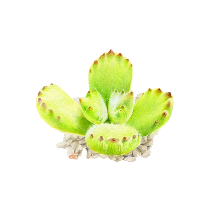 手绘卡通水彩多肉植物仙人掌盆栽PNG素材