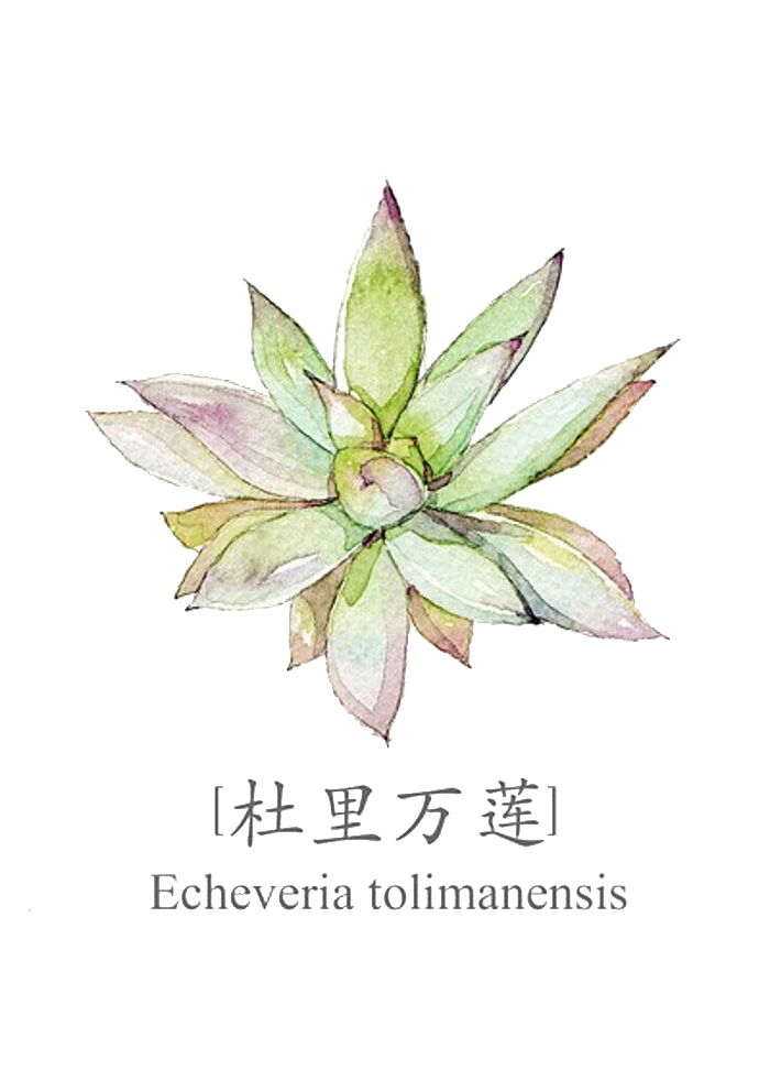 手绘卡通水彩多肉植物仙人掌盆栽PNG
