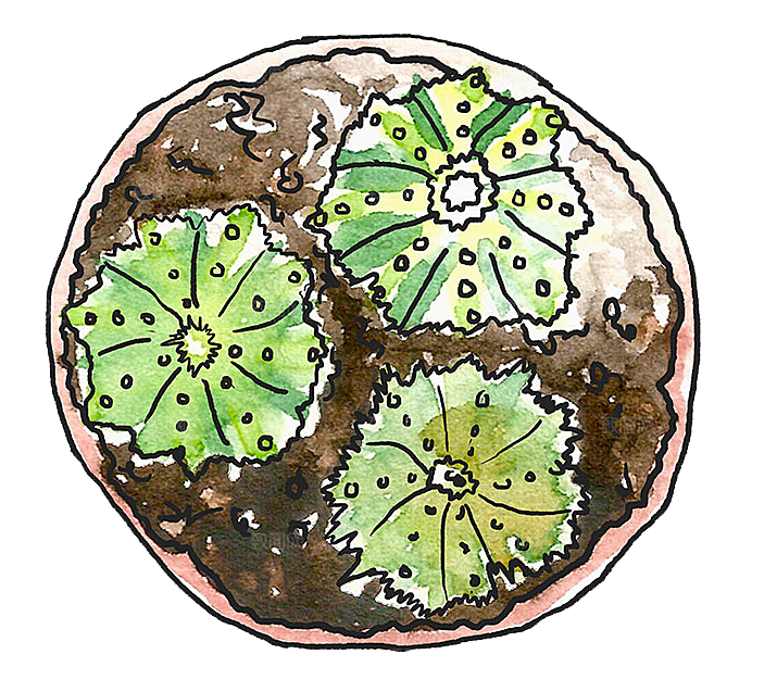 手绘卡通水彩多肉植物仙人掌盆栽PNG