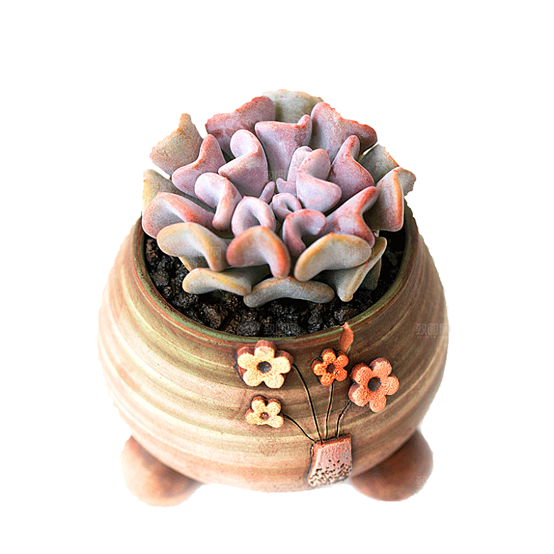 手绘卡通水彩多肉植物仙人掌盆栽PNG