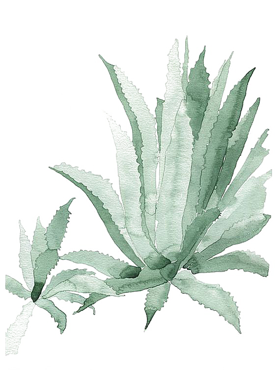 手绘卡通水彩多肉植物仙人掌盆栽PNG