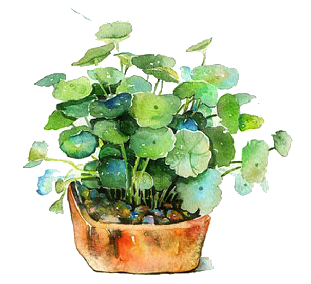 手绘卡通水彩多肉植物仙人掌盆栽PNG素材