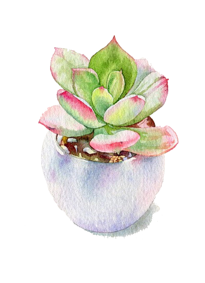 手绘卡通水彩多肉植物仙人掌盆栽PNG