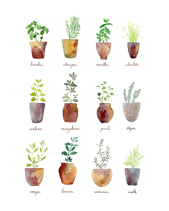 手绘卡通水彩多肉植物仙人掌盆栽PNG