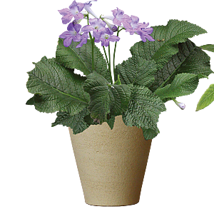 手绘卡通水彩多肉植物仙人掌盆栽PNG
