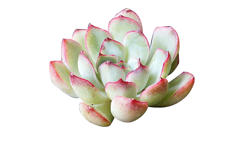 手绘卡通水彩多肉植物仙人掌盆栽PNG素材