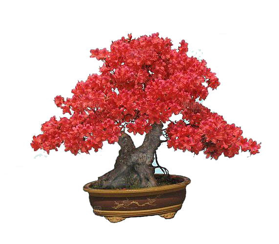 手绘卡通水彩多肉植物仙人掌盆栽PNG素材
