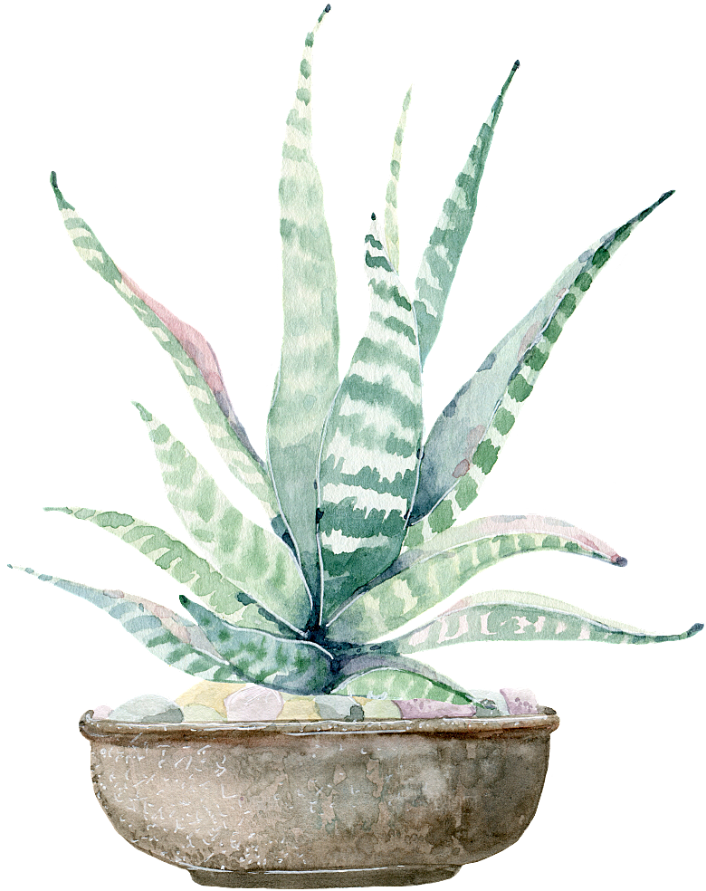手绘卡通水彩多肉植物仙人掌盆栽PNG