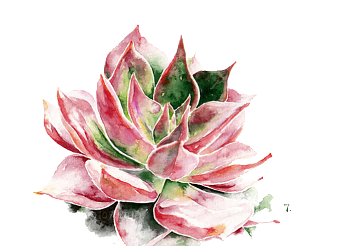 手绘卡通水彩多肉植物仙人掌盆栽PNG