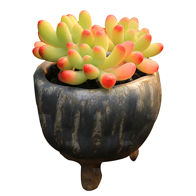 手绘卡通水彩多肉植物仙人掌盆栽PNG