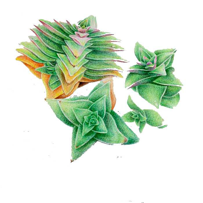 手绘卡通水彩多肉植物仙人掌盆栽PNG