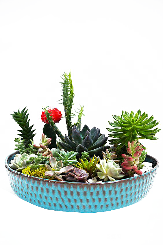 手绘卡通水彩多肉植物仙人掌盆栽PNG素材