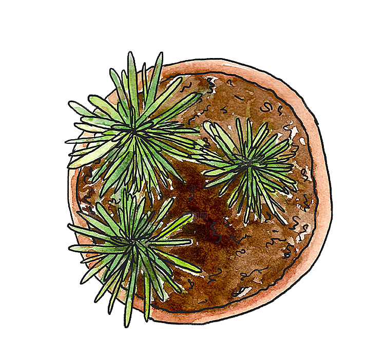 手绘卡通水彩多肉植物仙人掌盆栽PNG