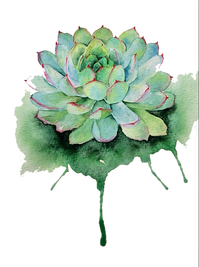 手绘卡通水彩多肉植物仙人掌盆栽PNG
