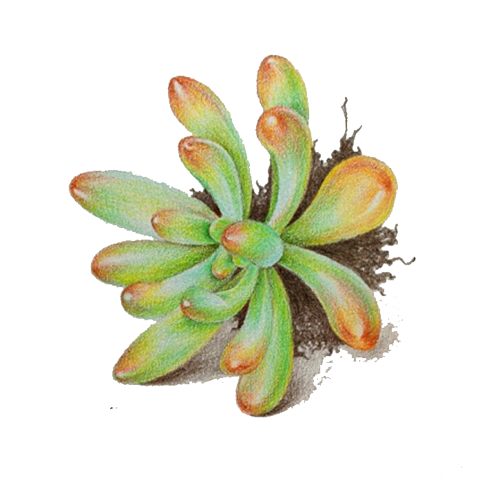 手绘卡通水彩多肉植物仙人掌盆栽PNG