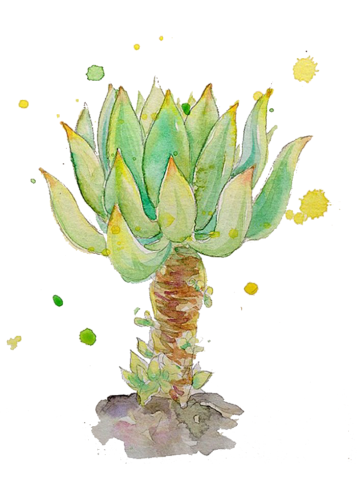 手绘卡通水彩多肉植物仙人掌盆栽PNG