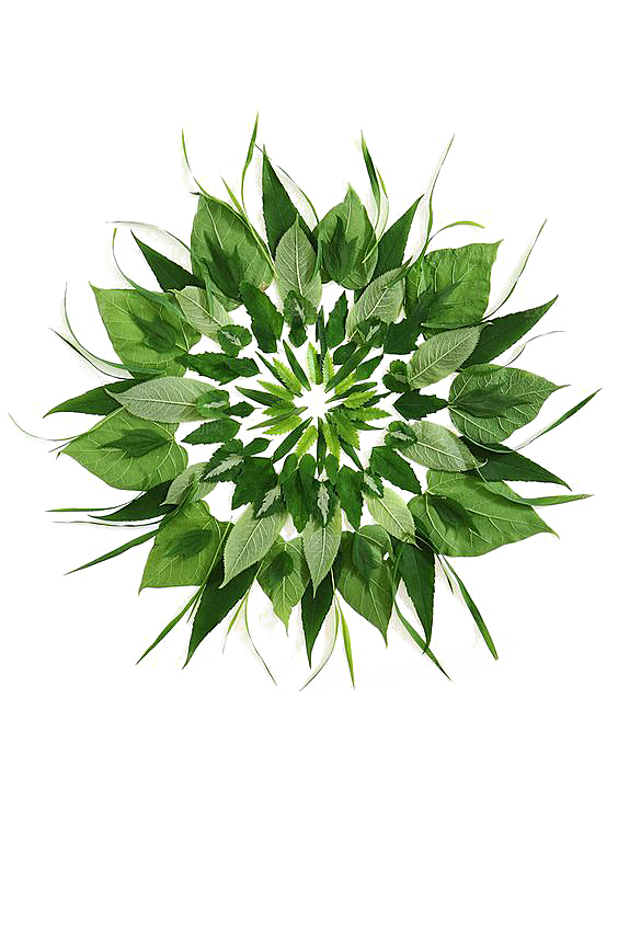 手绘卡通水彩多肉植物仙人掌盆栽PNG