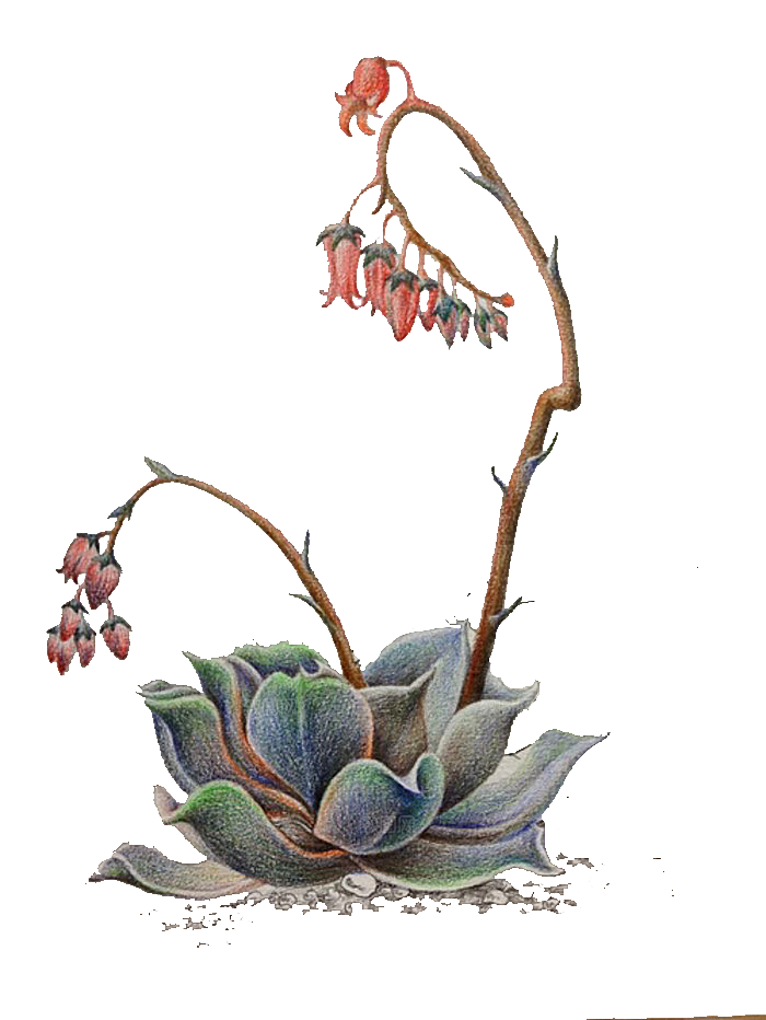 手绘卡通水彩多肉植物仙人掌盆栽PNG