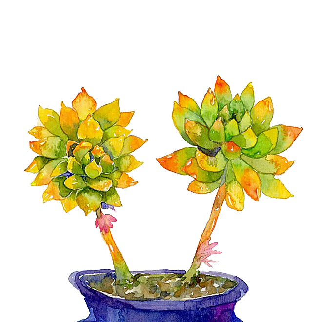 手绘卡通水彩多肉植物仙人掌盆栽PNG