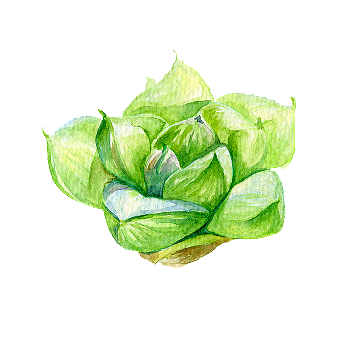 手绘卡通水彩多肉植物仙人掌盆栽PNG素材