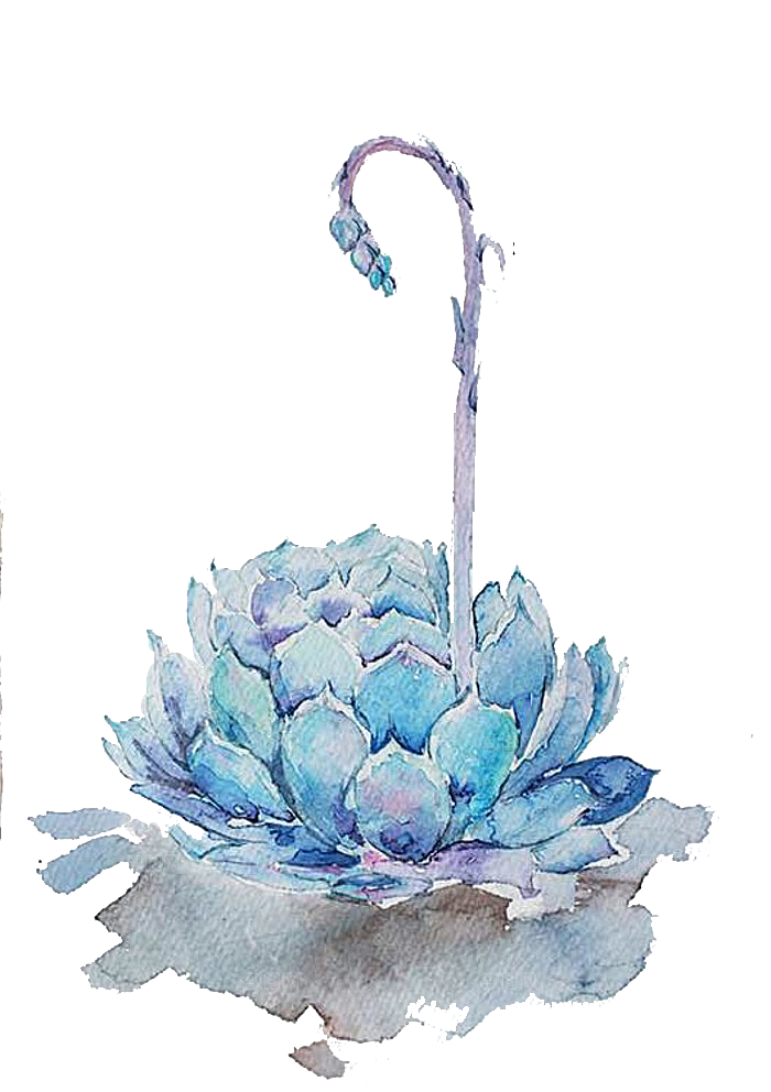 手绘卡通水彩多肉植物仙人掌盆栽PNG