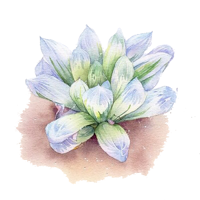 手绘卡通水彩多肉植物仙人掌盆栽PNG