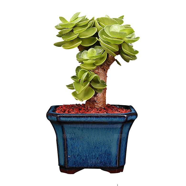 手绘卡通水彩多肉植物仙人掌盆栽PNG