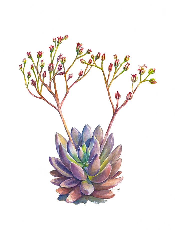 手绘卡通水彩多肉植物仙人掌盆栽PNG