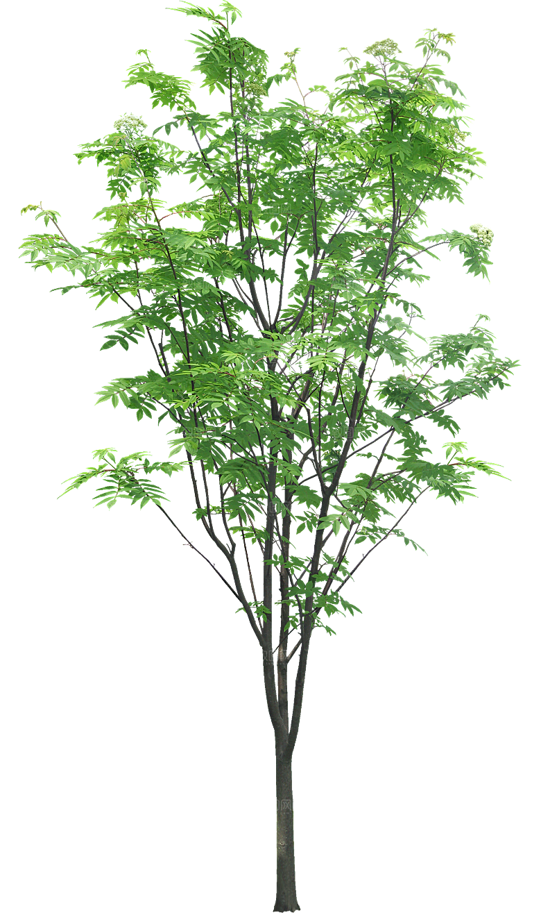 园林景观乔木树木大树植物png免抠素材
