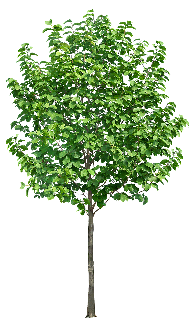 园林景观乔木树木大树植物png免抠