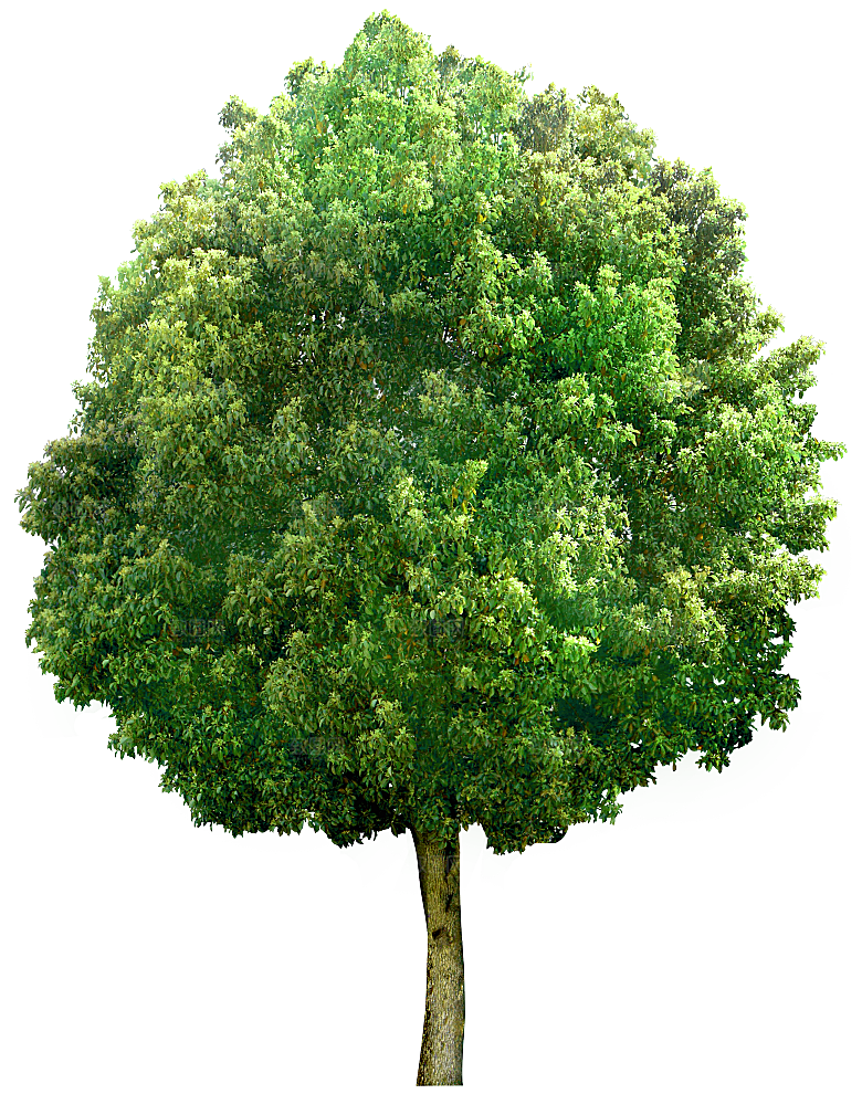 园林景观乔木树木大树植物png免抠