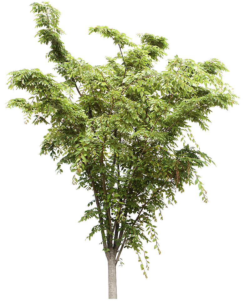 园林景观乔木树木大树植物png免抠