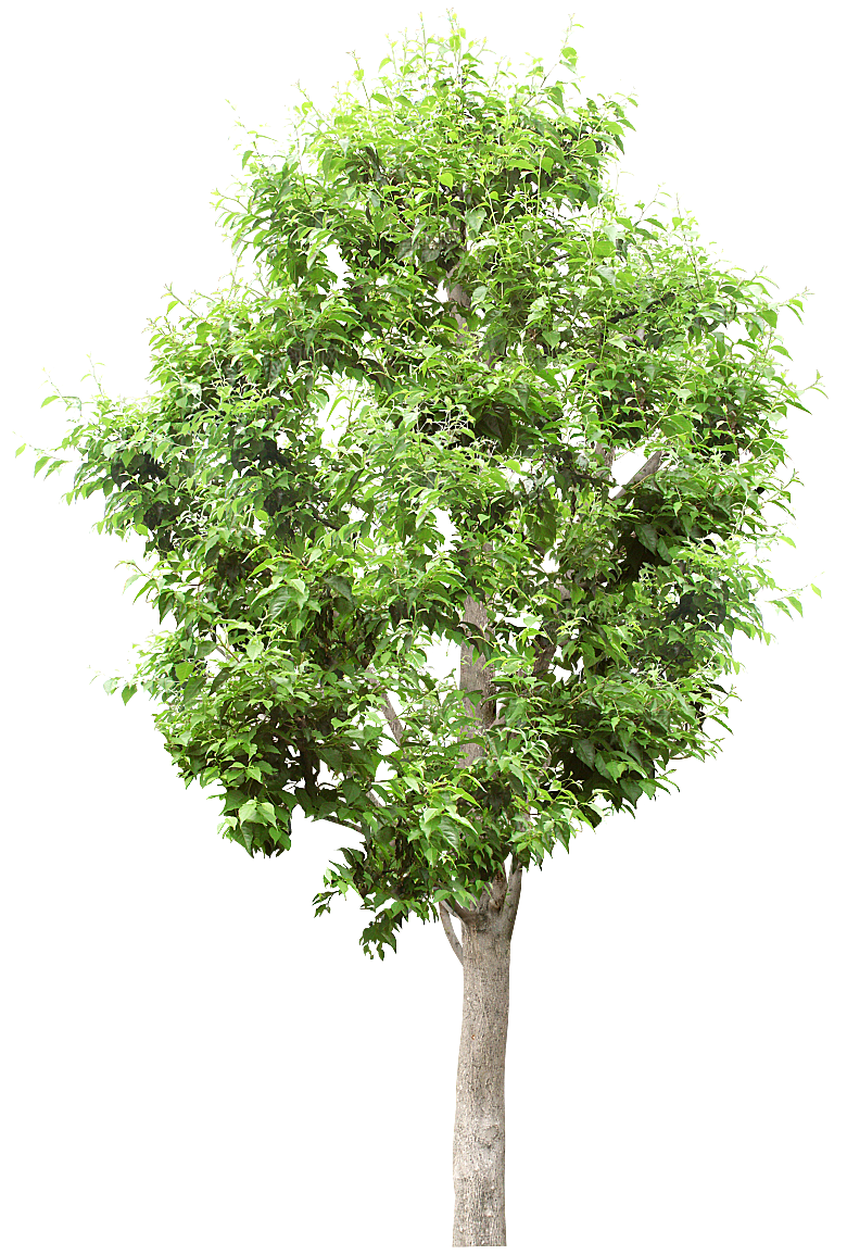 园林景观乔木树木大树植物png免抠