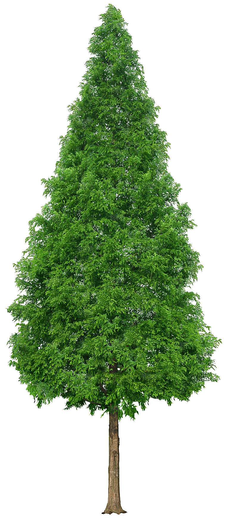 园林景观乔木树木大树植物png免抠素材