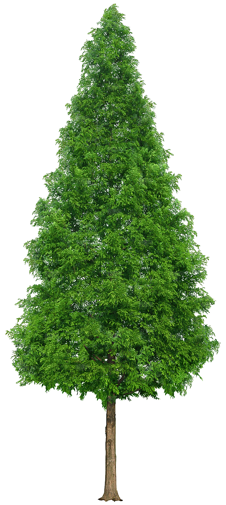 园林景观乔木树木大树植物png免抠素材