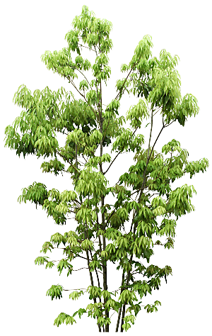 园林景观乔木树木大树植物png免抠素材
