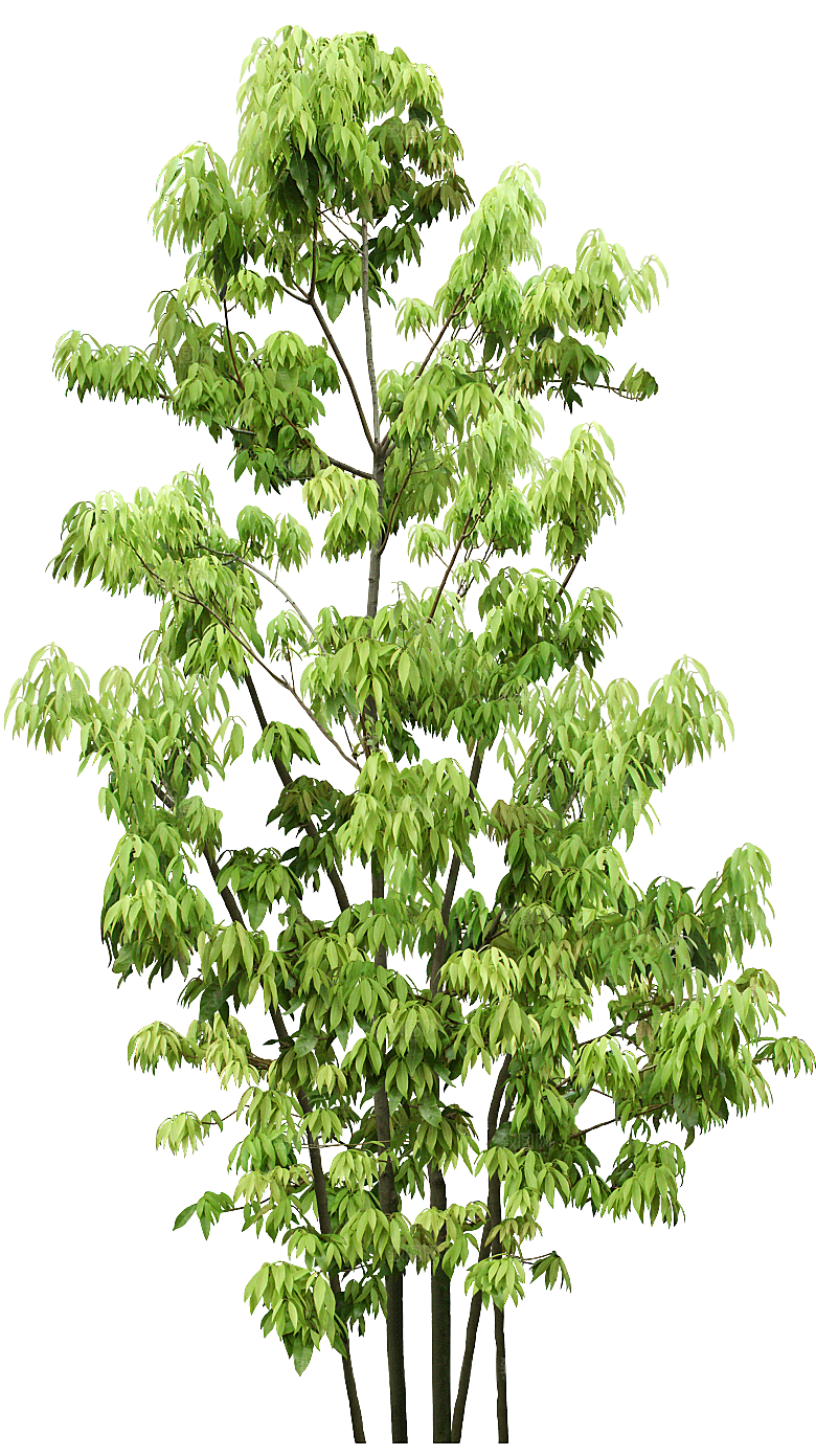 园林景观乔木树木大树植物png免抠素材