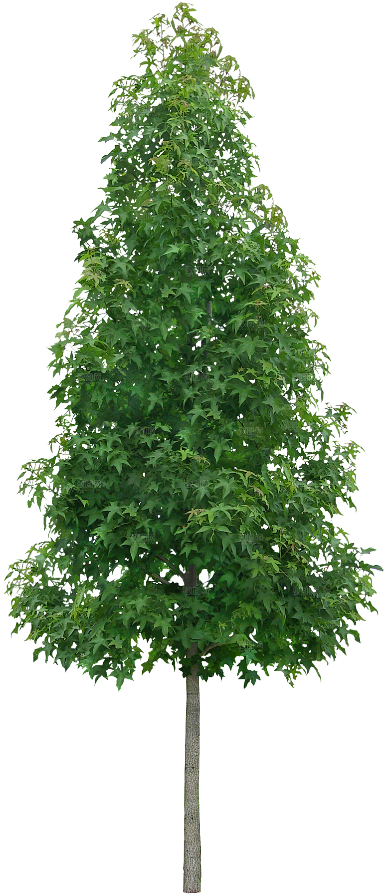 园林景观乔木树木大树植物png免抠素材