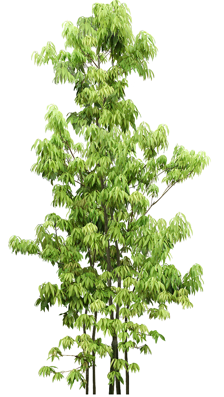 园林景观乔木树木大树植物png免抠素材