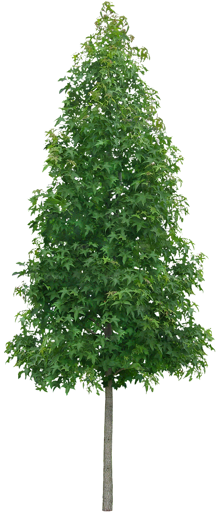 园林景观乔木树木大树植物png免抠