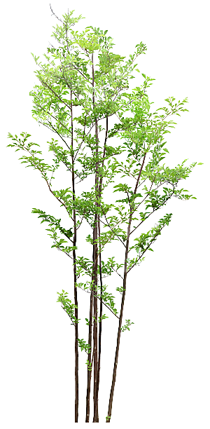 园林景观乔木树木大树植物png免抠素材