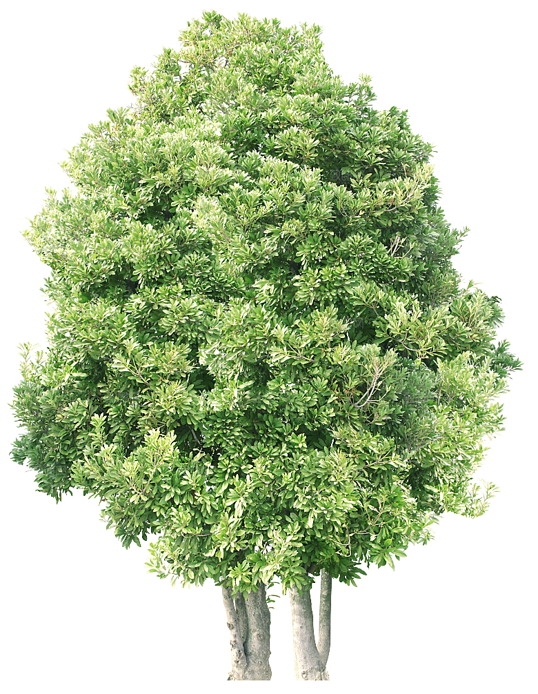 园林景观乔木树木大树植物png免抠