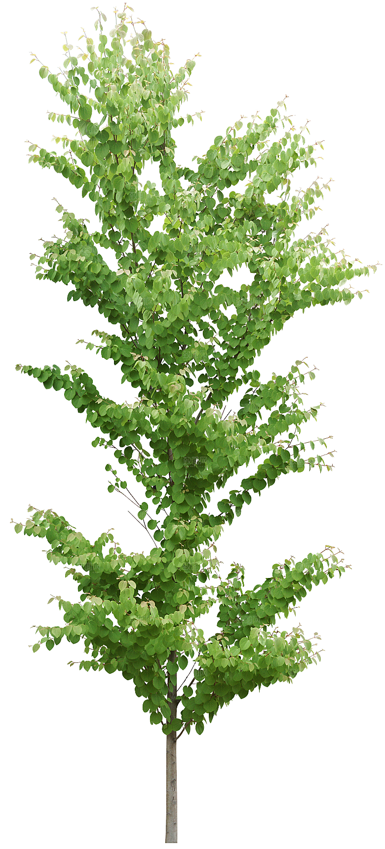 园林景观乔木树木大树植物png免抠