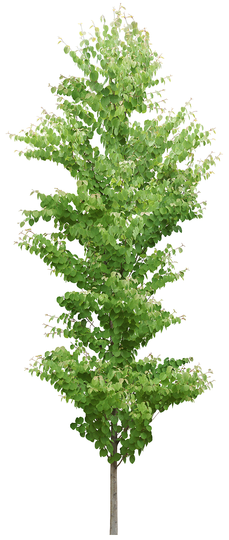 园林景观乔木树木大树植物png免抠素材