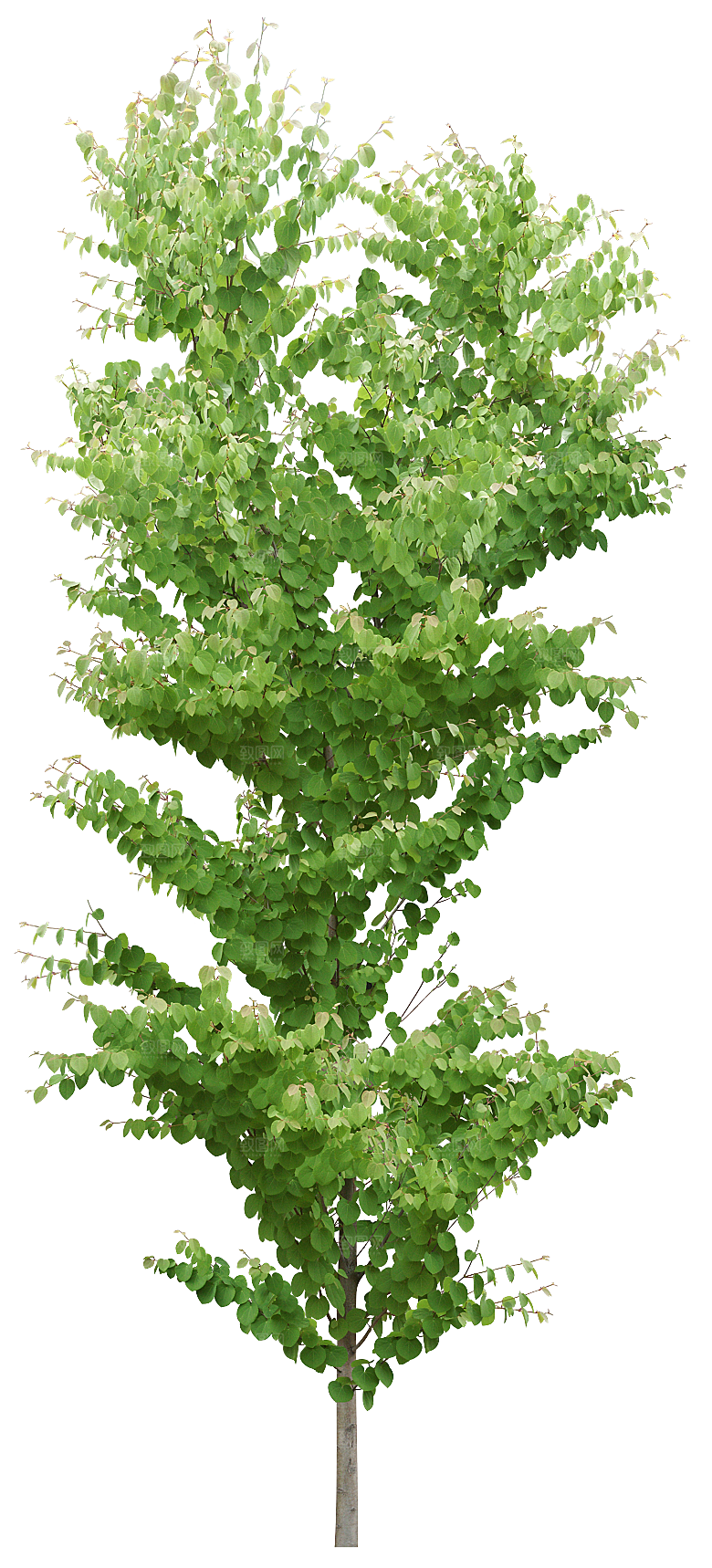 园林景观乔木树木大树植物png免抠素材